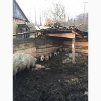 Продам поросят породи мангалиці. 6тижнів від 1200грн
