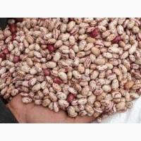 Барлолотт Квасоля Фасоль