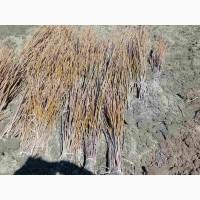 Продам однолетние саженцы грецкого ореха культивар Чандлер