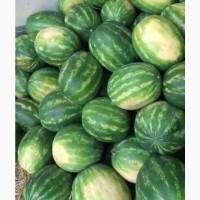 Продам арбуз сладкий