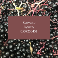 На постійній основі купуємо ягоди бузини на гроні спілу
