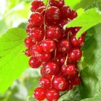 Саженцы красной смородины, черной смородины, белой смородины. Крыжовник, малина, голубика