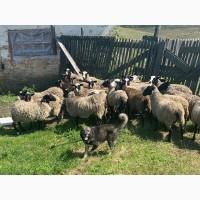 Продам баранчиків 3 місяці. 1000 грн шт