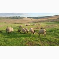 Продам баранчиків 3 місяці. 1000 грн шт