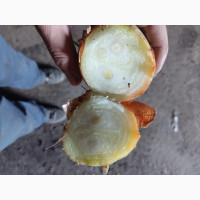 Продам цибулю на перо