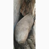 Продам свиноматку кармала