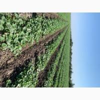 Продам огірок ПОЛЬОВИЙ