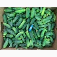 Продам огірок ПОЛЬОВИЙ