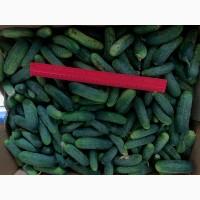 Продам огірок ПОЛЬОВИЙ