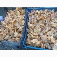 Продам Лисички сушені, якість хороша