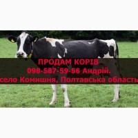 Приватне господарство продає 41 голову живою вагою (корови на убой )