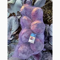 Продаємо капусту червонокачанну оптом