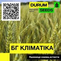 Насіння пшениці - БГ Кліматіка / Durum Seeds 2024 - Оригінатор Biogranum (Сербія)