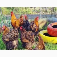 Інкубаційне яйце. Курчата. Кохінхін фарфоровий, золото, блакитний