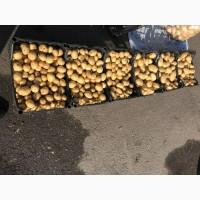 Продам оптом молоду картоплю рів’єра