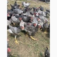 Продам півників