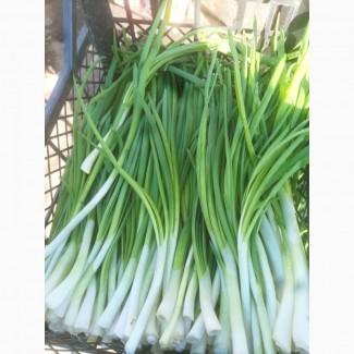 Продам свіжу зелену цибулю оптом! Завжди свіжо зрізана