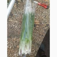 Продам свіжу зелену цибулю оптом! Завжди свіжо зрізана