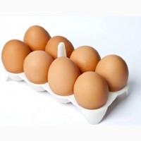 Продам столові курячі яйця недорого Дніпро