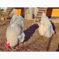 Інкубаційне яйце та курчата. Орпінгтон лаванда, лимон, кукушечний. Птиця