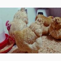 Інкубаційне яйце та курчата. Орпінгтон лаванда, лимон, кукушечний. Птиця