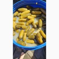 Огурцы соленые - продам оптом
