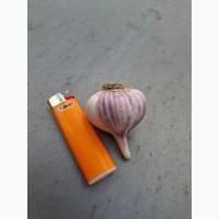 Продам озимый чеснок Любаша