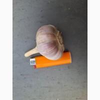 Продам озимый чеснок Любаша