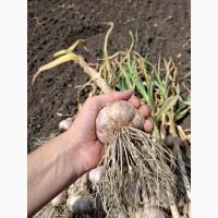 Продам озимый чеснок Любаша