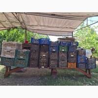 Продам озимый чеснок Любаша