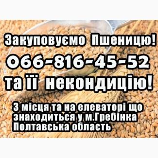 Закуповуємо пшеницю 2, 3, 4 клас! На постійній основі