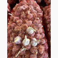 Продам озимий часник сорту Ірен