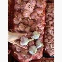 Продам озимий часник сорту Ірен