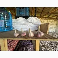 Продам озимий часник сорту Ірен