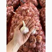 Продам озимий часник сорту Ірен