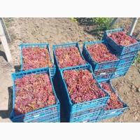 Продам столовый виноград