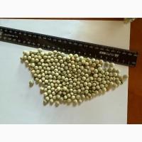 Реалізовую Зелений Горох