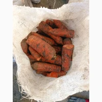 Продам моркву на корм