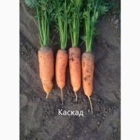 Продам моркву Каскад, Болівар, Канада, Віта Лонга