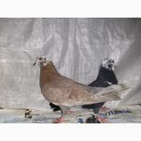 Продам голуби