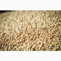 Продам сою 50 тонн