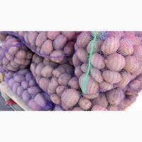 Картопля, картошка