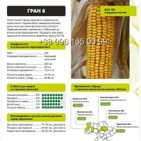 Насіння кукурудзи Гран 6 ФАО 300