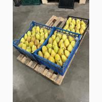 Груша Листопадова та Рікс