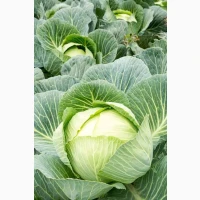 Куплю Капусту ( Агресор, Саксесор, Тайсон та інші)