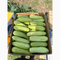 Продам кабачок