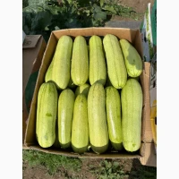 Продам кабачок