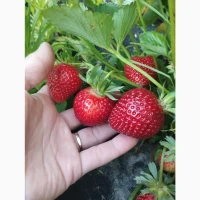 Продам саджанці полуниці