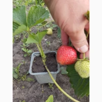 Продам саджанці полуниці
