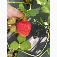 Продам саджанці полуниці